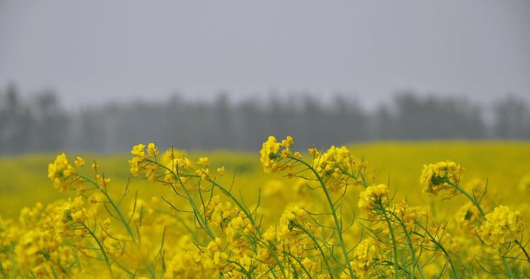 哪里可以找到免费的高清图片素材？免费高清图片素材网站有哪些？